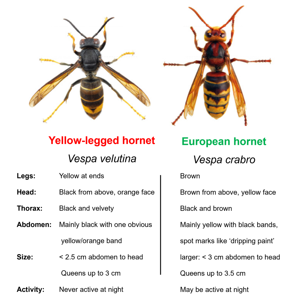 Identification chart: yellow-legged Asian hornet on the left, native European hornet on the right, with a table of legs, head, thorax, abdomen, size and activity